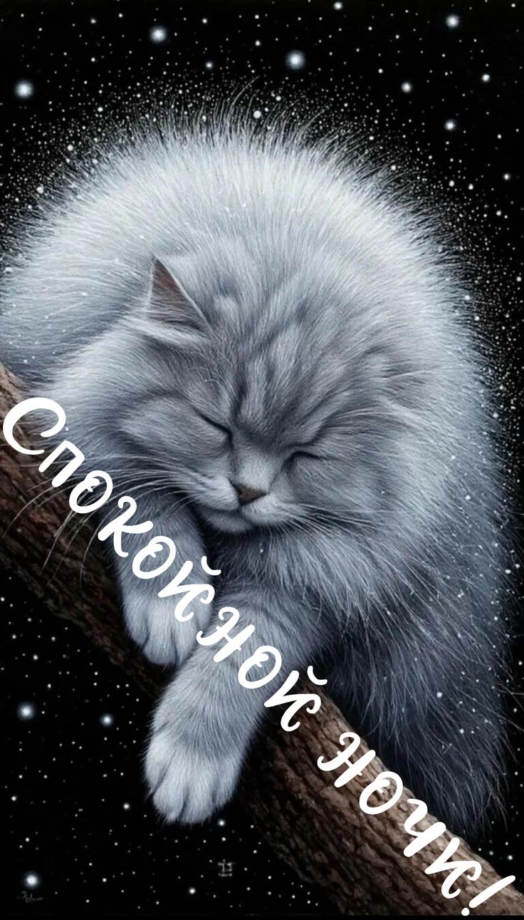 Открытка «Доброй ночи»: Спокойной ночи: милый пушистый кот на ветке.