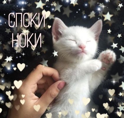 Открытка «Доброй ночи»: Спокойной ночи: милый белый котенок в звездах. Тэги: Спокойной ночи, Спокойной ночи, с пожела…