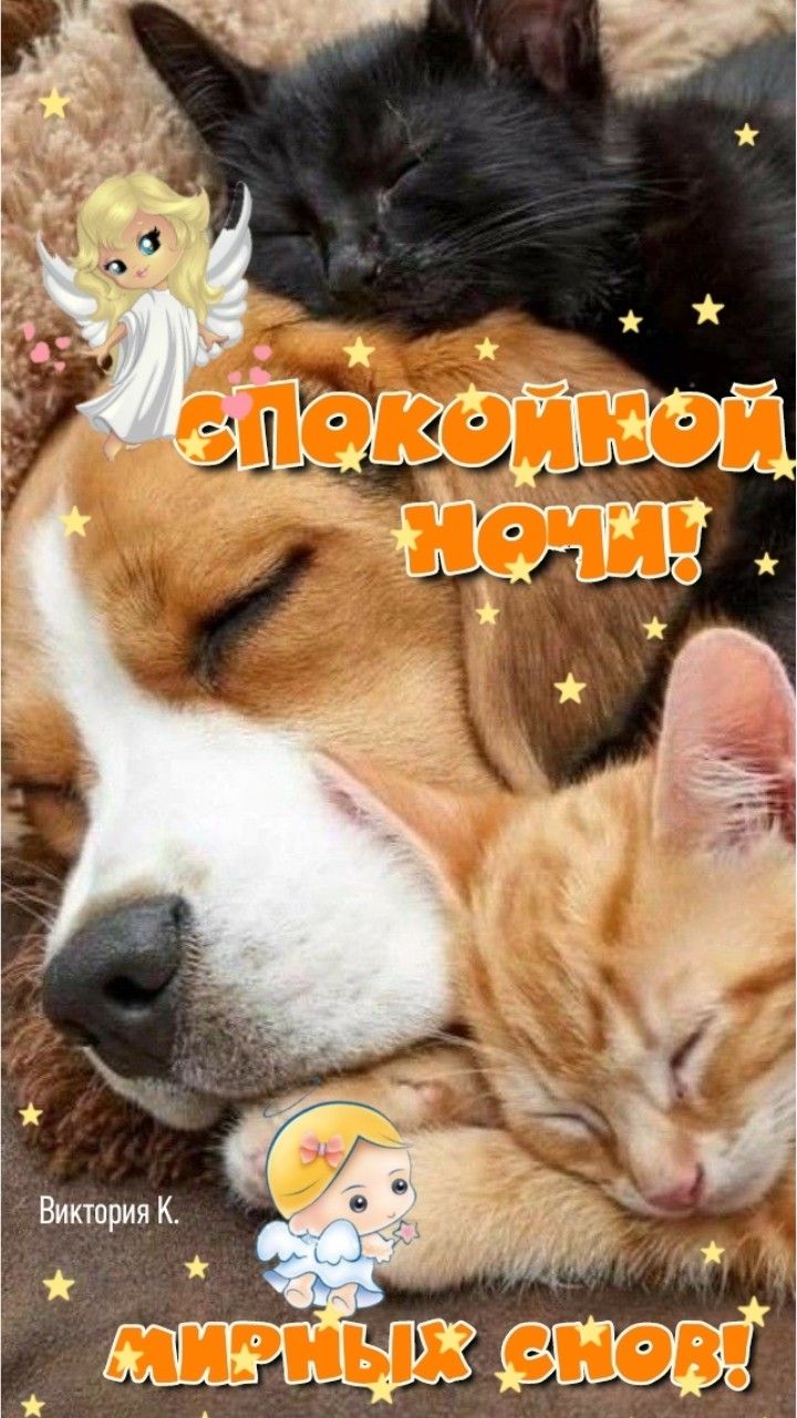 Открытка «Доброй ночи»: Спокойной ночи: мирных снов с милыми животными. Тэги: Спокойной ночи, Спокойной ночи, с пожел…