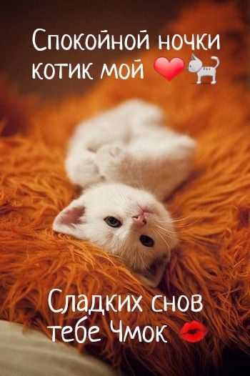 Открытка «Доброй ночи»: Спокойной ночи: «Сладких снов тебе» с милым котиком. Тэги: Спокойной ночи, Спокойной ночи…