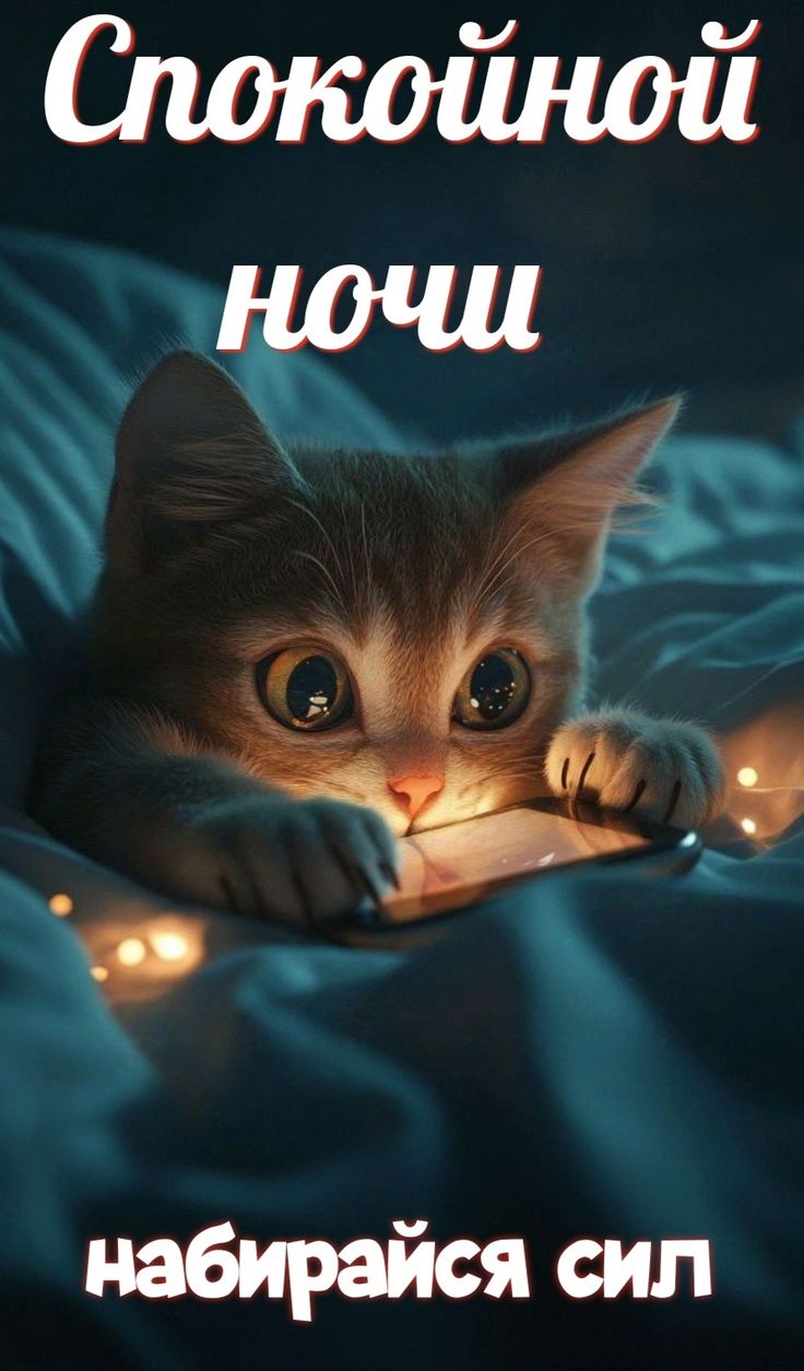 Открытка «Доброй ночи»: Доброй ночи: милый котик желает спокойного сна. Тэги: Спокойной ночи, пожелание, кот, милый…