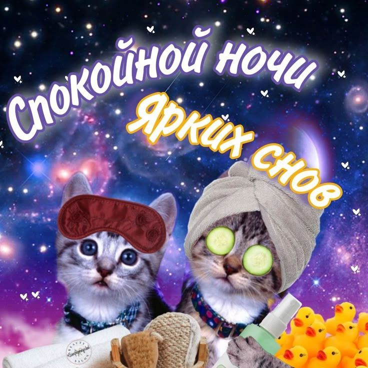 Открытка «Доброй ночи»: Спокойной ночи: прикольные коты и яркие сны. Тэги: Спокойной ночи, пожелание, смешной, прикол…