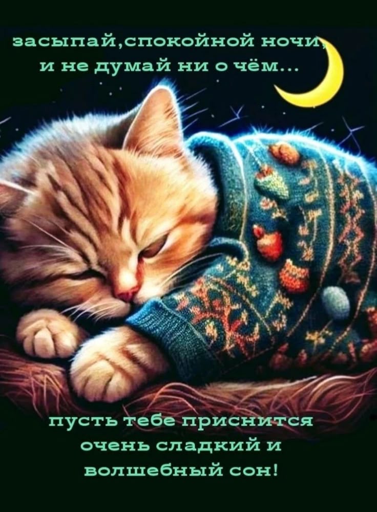 Открытка «Доброй ночи»: Спокойной ночи: милый котик в свитере и пожелание сна. Тэги: Спокойной ночи, пожелание, кот…