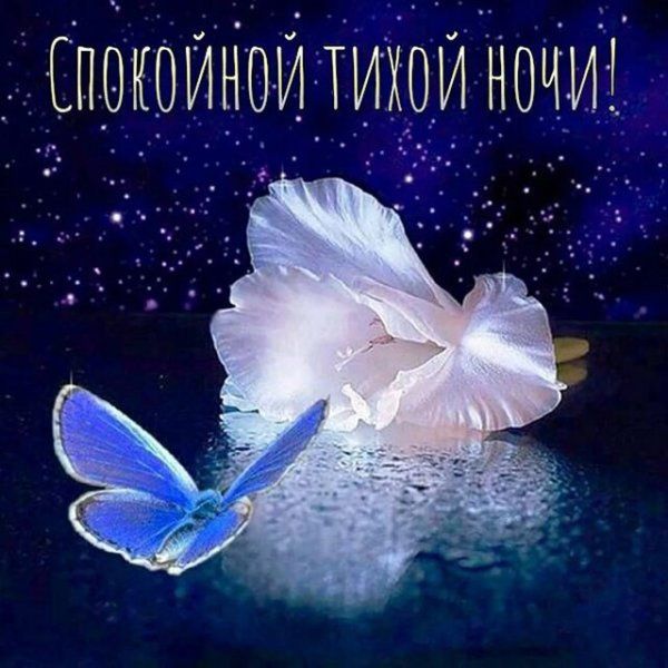 Открытка «Доброй ночи»: Спокойной ночи: «Волшебная бабочка и нежный цветок». Тэги: Спокойной ночи, тихий, Спокойной н…