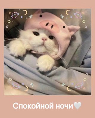 Открытка «Доброй ночи»: Спокойной ночи: милый белый кот в шапке-поросенке. Тэги: Спокойной ночи, Для поднятия настрое…