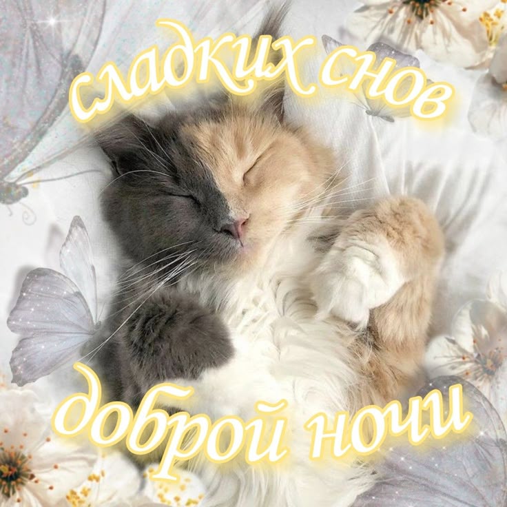 Открытка «Доброй ночи»: Доброй ночи: милый пушистый кот и сладкие сны. Тэги: Спокойной ночи, Спокойной ночи, с пожела…