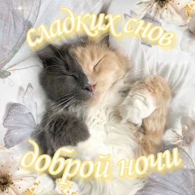 Открытка «Доброй ночи»: Доброй ночи: милый пушистый кот и сладкие сны. Тэги: Спокойной ночи, Спокойной ночи, с пожела…
