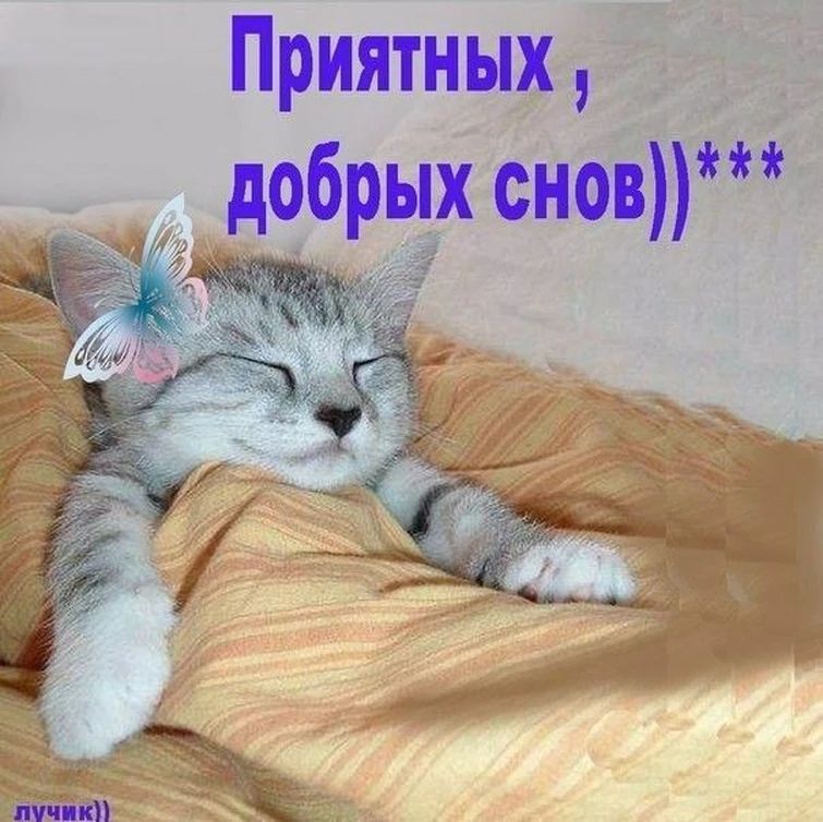 Открытка «Доброй ночи»: Спокойной ночи: милый котик желает «Приятных снов». Тэги: Спокойной ночи, Спокойной ночи…