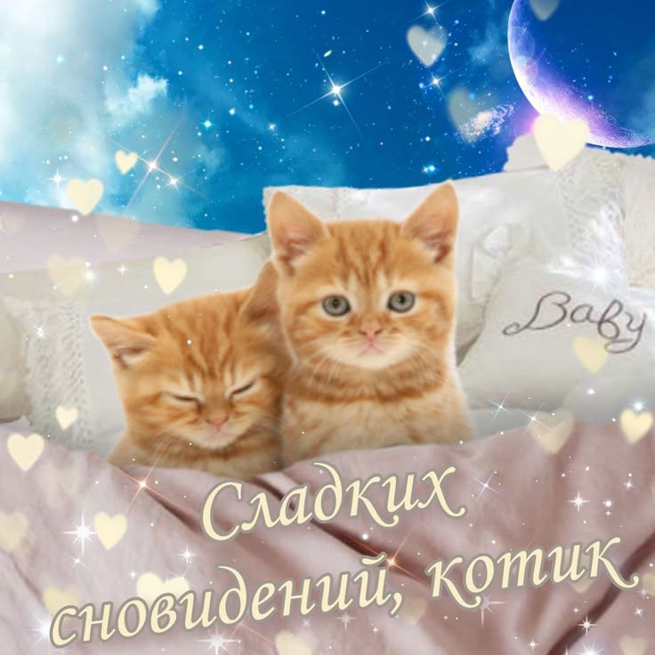 Открытка «Доброй ночи»: Спокойной ночи: открытка «Сладких сновидений, котик». Тэги: Спокойной ночи, Спокойной ночи…