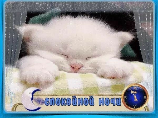 Открытка «Доброй ночи»: Спокойной ночи: милый белый котенок спит на подушечке. Тэги: Спокойной ночи, Спокойной ночи…