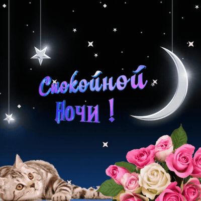 Открытка «Доброй ночи»: Спокойной ночи: милый кот и нежные розы. Тэги: Спокойной ночи, Спокойной ночи, красивые…