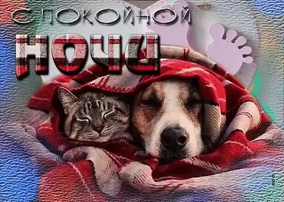 Открытка «Доброй ночи»: Спокойной ночи: милый кот и верный пес под пледом. Тэги: Спокойной ночи, Спокойной ночи…