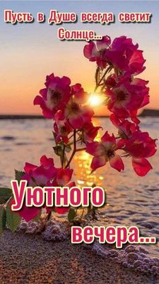 Открытка «Добрый вечер и пожелания»: Добрый вечер: «Цветы на закате» для души. Тэги: Добрый вечер красивые, Доброго в…