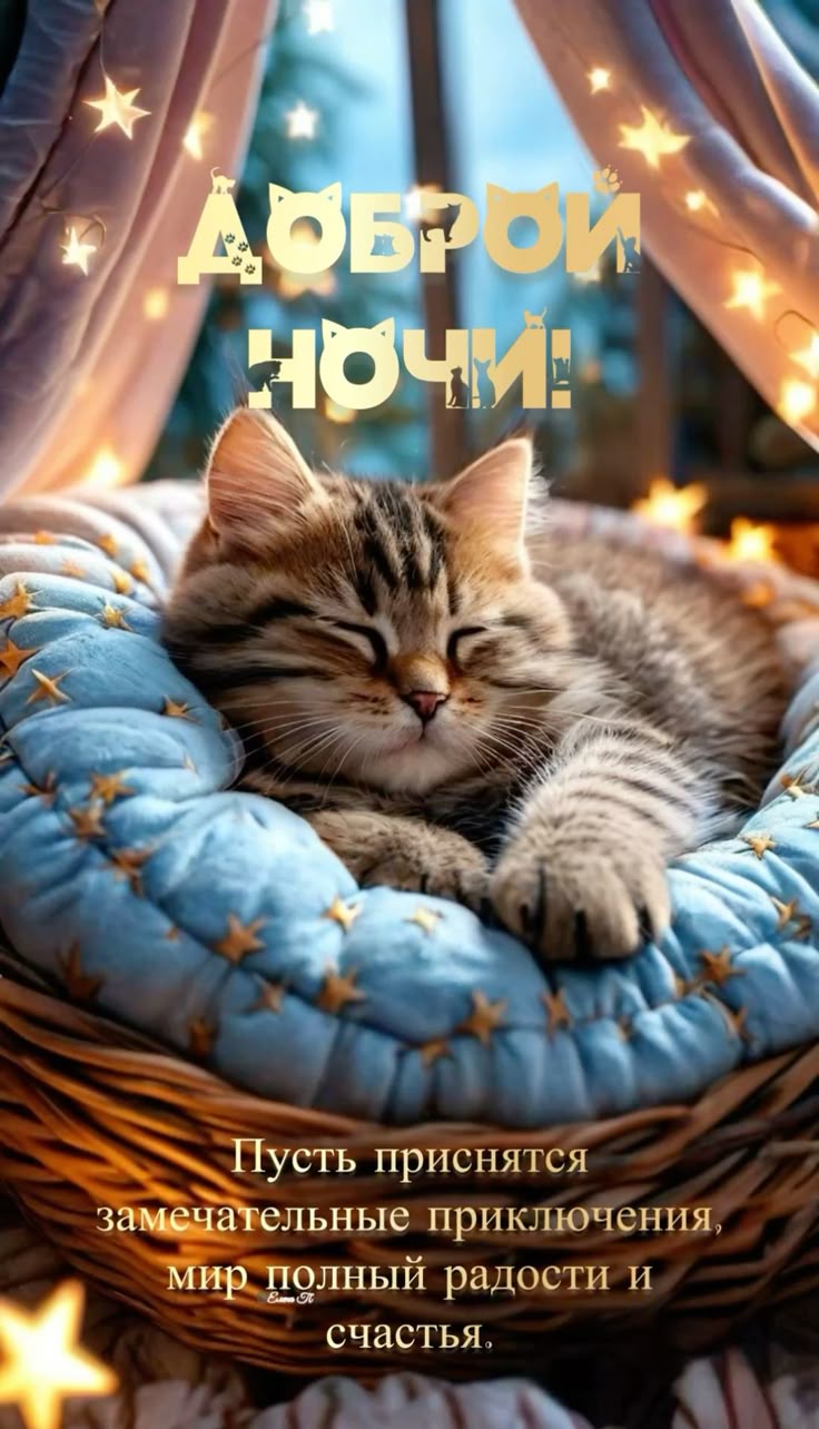 Открытка «Доброй ночи»: Доброй ночи: милый котенок и волшебные сны. Тэги: Спокойной ночи, Спокойной ночи, красивые…