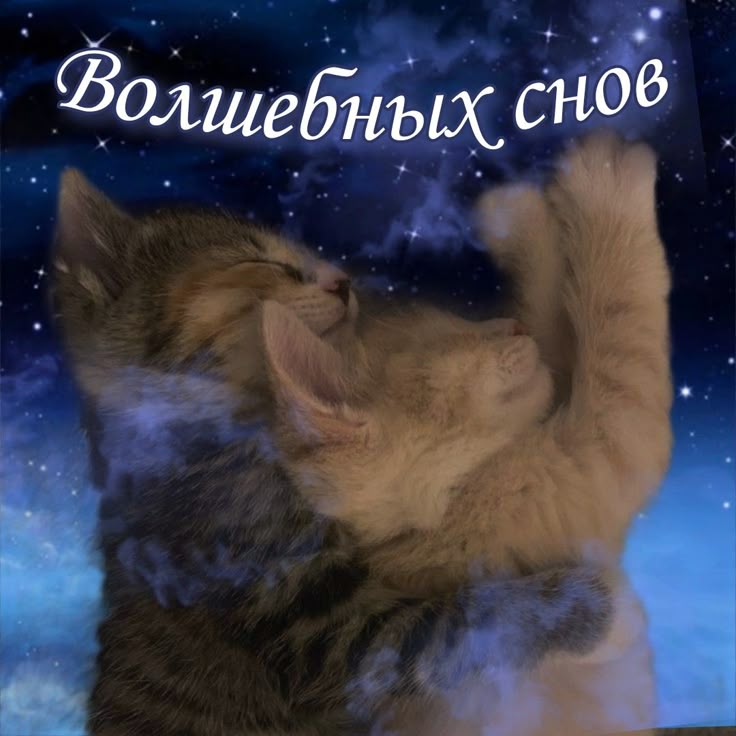 Открытка «Доброй ночи»: Доброй ночи: Волшебных снов с милыми котятами. Тэги: Спокойной ночи, Спокойной ночи, с пожела…