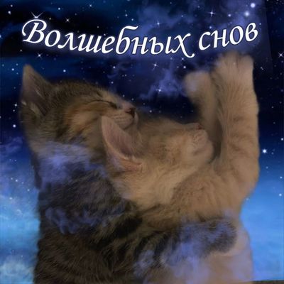 Открытка «Доброй ночи»: Доброй ночи: Волшебных снов с милыми котятами. Тэги: Спокойной ночи, Спокойной ночи, с пожела…