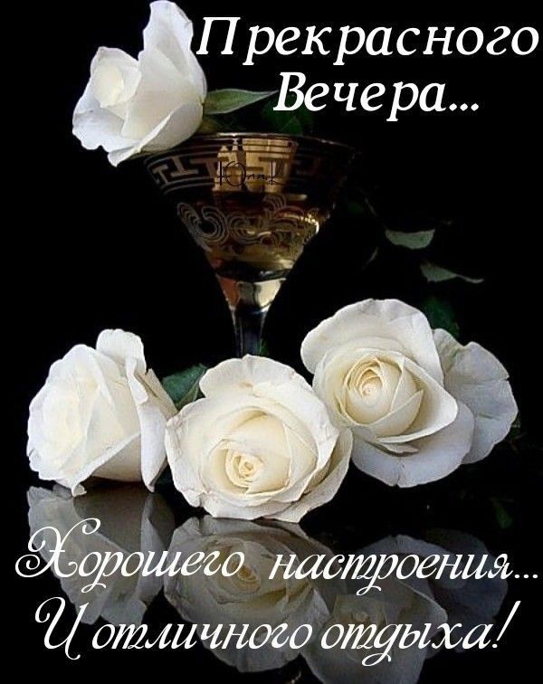 Открытка «Добрый вечер и пожелания»: Прекрасного вечера: открытка с белыми розами. Тэги: Добрый вечер красивые…