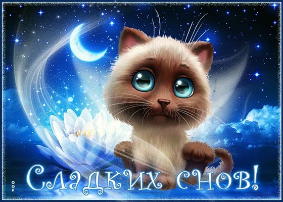 Открытка «Доброй ночи»: Спокойной ночи: открытка «Сладких снов» с милым котиком. Тэги: Спокойной ночи, Спокойной ночи…