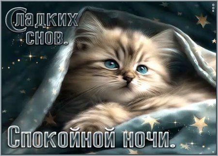 Открытка «Доброй ночи»: Спокойной ночи: «Пушистый котёнок под одеялом». Тэги: Спокойной ночи, Спокойной ночи, с пожел…