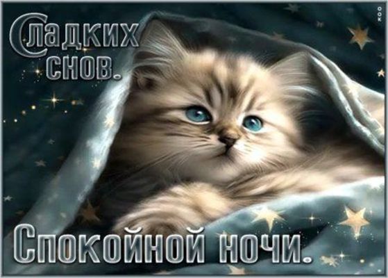 Открытка «Доброй ночи»: Спокойной ночи: «Пушистый котёнок под одеялом». Тэги: Спокойной ночи, Спокойной ночи, с пожел…