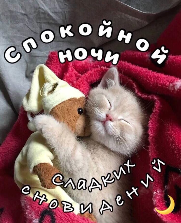 Открытка «Доброй ночи»: Спокойной ночи: милый котенок и сладкие сны. Тэги: Спокойной ночи, Спокойной ночи, с пожелани…