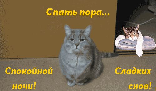 Открытка «Доброй ночи»: Спокойной ночи: Смешные коты желают сладких снов. Тэги: Спокойной ночи, Спокойной ночи…