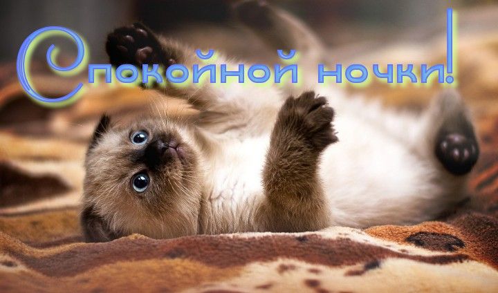 Открытка «Доброй ночи»: Спокойной ночи: «Сладкий котенок» на мягком пледе. Тэги: Спокойной ночи, Спокойной ночи…
