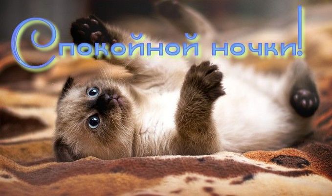 Открытка «Доброй ночи»: Спокойной ночи: «Сладкий котенок» на мягком пледе. Тэги: Спокойной ночи, Спокойной ночи…