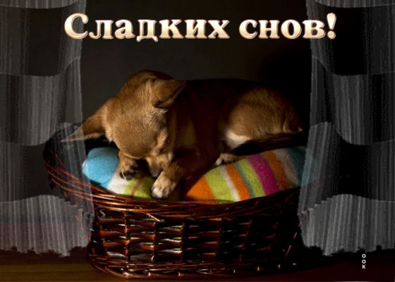 Открытка «Доброй ночи»: Доброй ночи: «Сладких снов!» с милой собачкой. Тэги: Спокойной ночи, Спокойной ночи, с пожела…