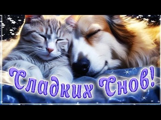Открытка «Доброй ночи»: Спокойной ночи: Сладких снов от котика и песика. Тэги: Спокойной ночи, Спокойной ночи, с поже…
