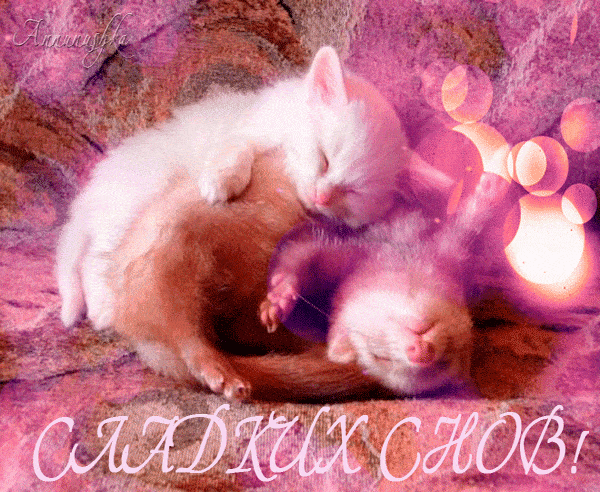 Открытка «Доброй ночи»: Спокойной ночи: Сладких снов с милыми котятами. Тэги: Спокойной ночи, Спокойной ночи, с пожел…