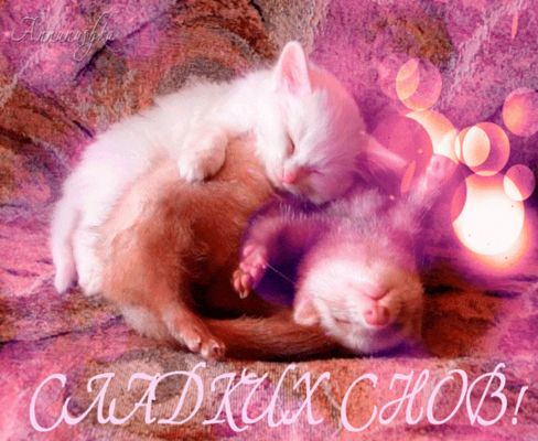 Открытка «Доброй ночи»: Спокойной ночи: Сладких снов с милыми котятами. Тэги: Спокойной ночи, Спокойной ночи, с пожел…