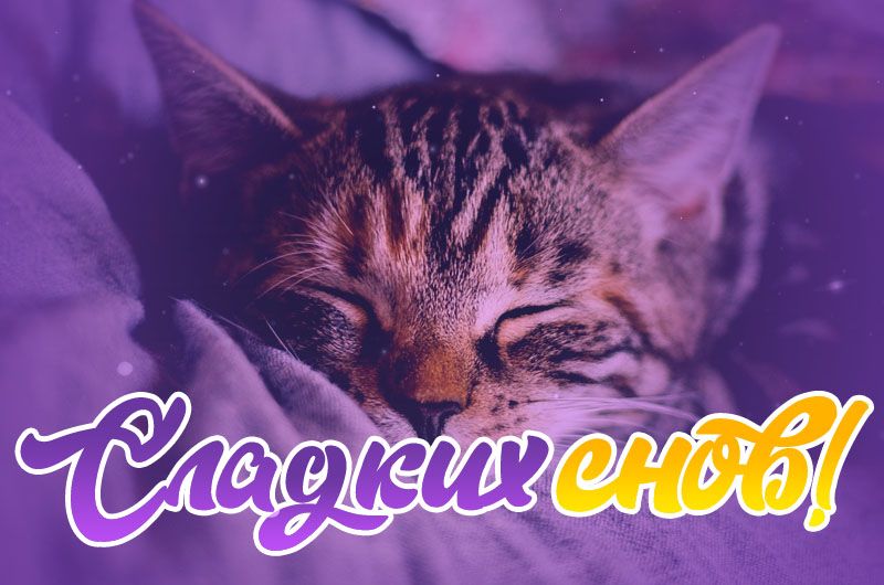 Открытка «Доброй ночи»: Доброй ночи: Сладких снов с милым котенком. Тэги: Спокойной ночи, досуг, Спокойной ночи…
