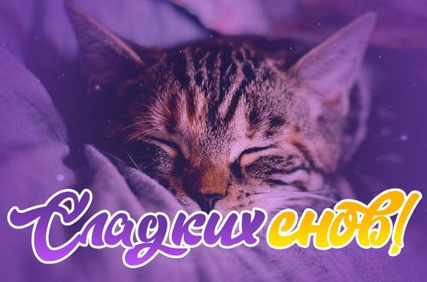 Открытка «Доброй ночи»: Доброй ночи: Сладких снов с милым котенком. Тэги: Спокойной ночи, досуг, Спокойной ночи…
