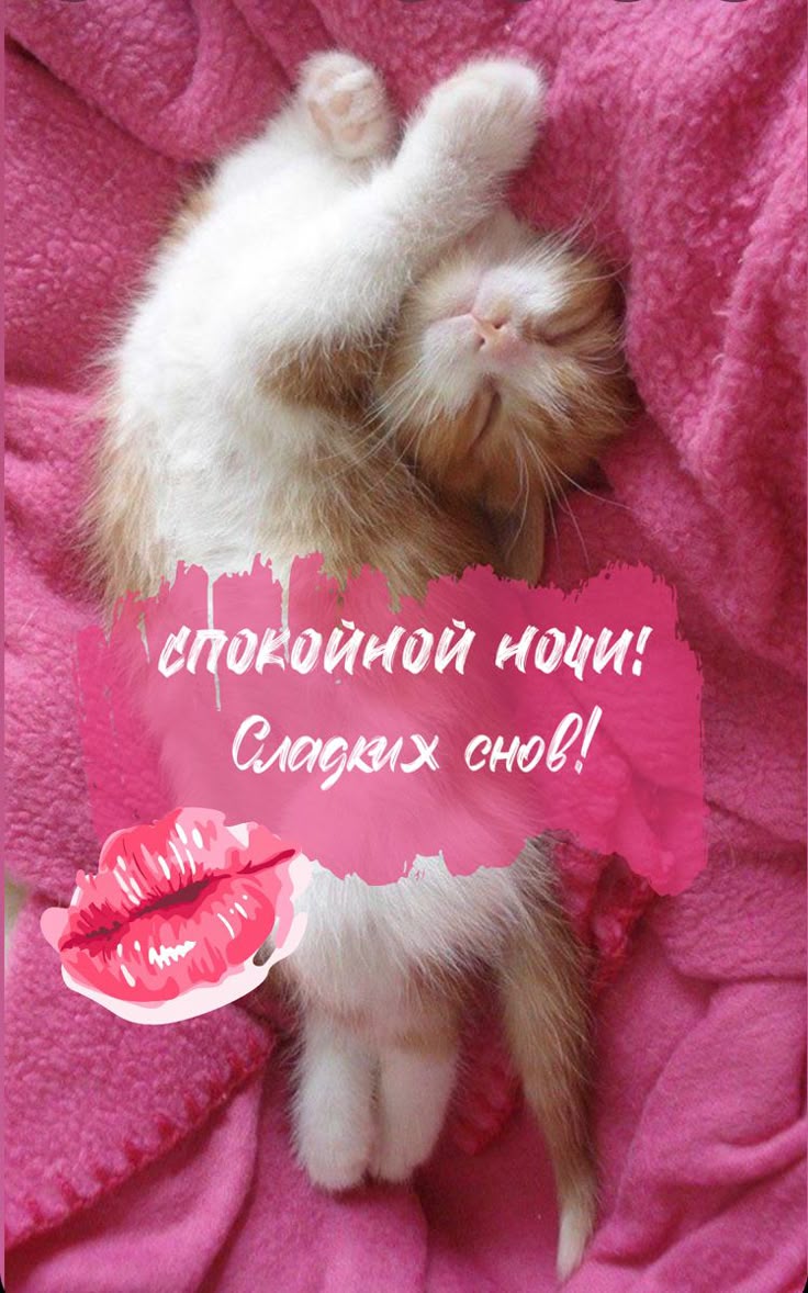 Открытка «Доброй ночи»: Спокойной ночи: Сладких снов с милым котенком. Тэги: Спокойной ночи, Спокойной ночи, с пожела…
