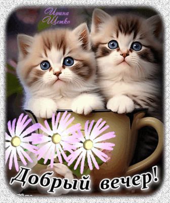 Открытка «Настроение»: Добрый вечер: милые котята в кружке. Тэги: радость, забавный, кот, милый, животное, хороший…