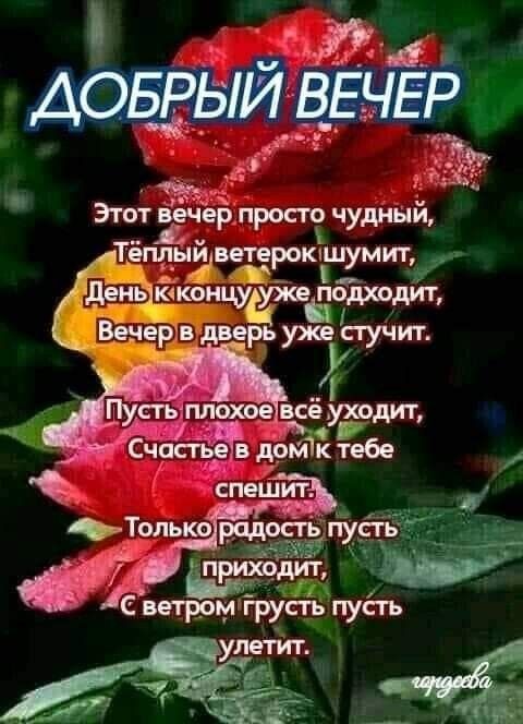 Открытка «Добрый вечер и пожелания»: Добрый вечер: Красивые розы и душевное пожелание. Тэги: Добрый вечер женщине…