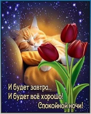 Открытка «Доброй ночи»: Спокойной ночи: Спящий рыжий кот и красные тюльпаны. Тэги: Спокойной ночи, Спокойной ночи…