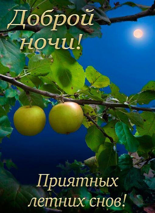 Открытка «Доброй ночи»: Доброй ночи: приятных летних снов под луной. Тэги: Спокойной ночи, Спокойной ночи, красивые…