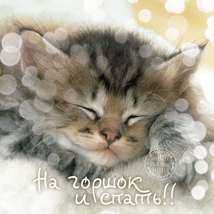 Открытка «Доброй ночи»: Спокойной ночи: милый котенок и доброе пожелание. Тэги: Спокойной ночи, Спокойной ночи…