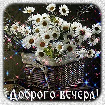 Открытка «Добрый вечер и пожелания»: Доброго вечера: корзина с ромашками. Тэги: Добрый вечер женщине, Доброго летнего…
