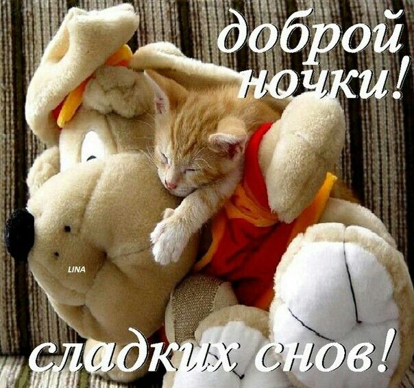 Открытка «Доброй ночи»: Доброй ночи: милый рыжий котенок на мягкой игрушке. Тэги: Спокойной ночи, пожелание, радость…