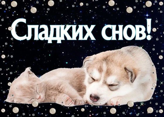 Открытка «Доброй ночи»: Спокойной ночи: Сладких снов со щенком и котенком. Тэги: Спокойной ночи, Спокойной ночи…