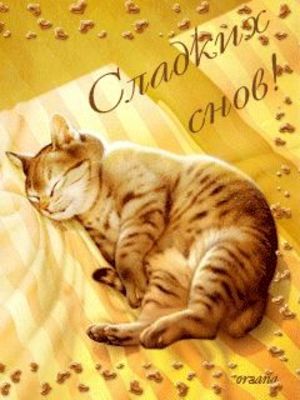 Открытка «Доброй ночи»: Доброй ночи: милый рыжий кот и сладкие сны. Тэги: Спокойной ночи, Спокойной ночи, с пожелания…