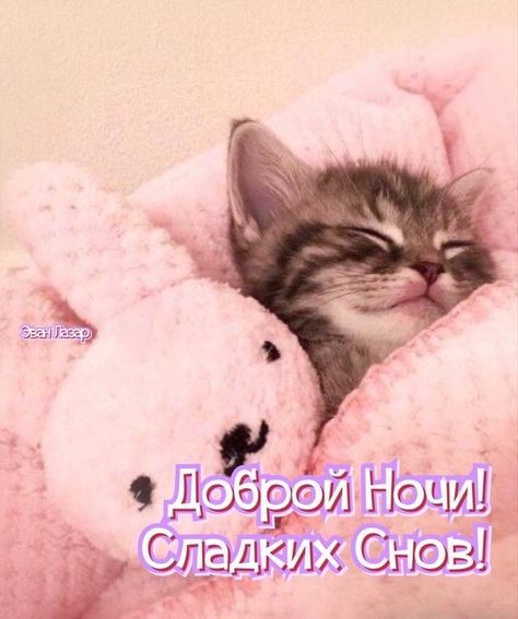 Открытка «Доброй ночи»: Спокойной ночи: Сладких снов с милым котенком. Тэги: Спокойной ночи, Спокойной ночи, с пожела…