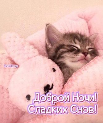 Открытка «Доброй ночи»: Спокойной ночи: Сладких снов с милым котенком. Тэги: Спокойной ночи, Спокойной ночи, с пожела…