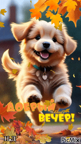 Открытка «Добрый вечер и пожелания»: Добрый вечер: милый щенок в осенних листьях. Тэги: Добрый вечер красивые, Прикол…
