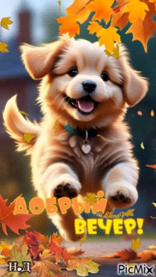 Открытка «Добрый вечер и пожелания»: Добрый вечер: милый щенок в осенних листьях. Тэги: Добрый вечер красивые, Прикол…