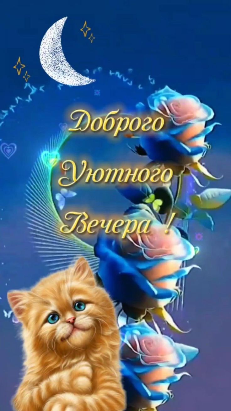 Открытка «Добрый вечер и пожелания»: Добрый вечер: милый котик и синие розы. Тэги: Добрый вечер красивые, Доброго веч…