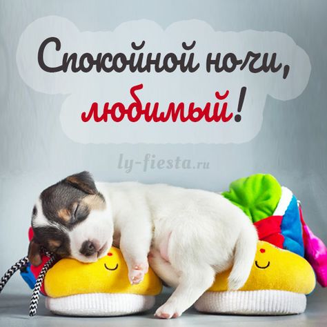 Открытка «Доброй ночи»: Спокойной ночи, любимый: милый щенок на отдыхе. Тэги: Спокойной ночи, Спокойной ночи, с пожел…